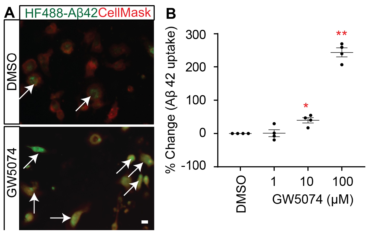 GW5074 optimization in MDMi with amyloid-β 1–42