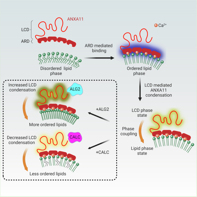 Figure 7: Protein-lipid phase coupling in the ANXA11-lysosome ensemble.