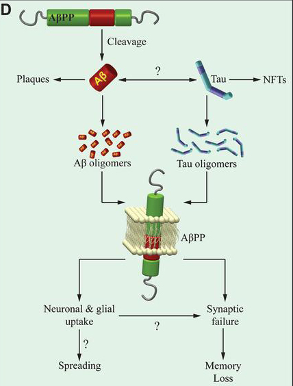 Aß and tau interaction in AD pathogenesis