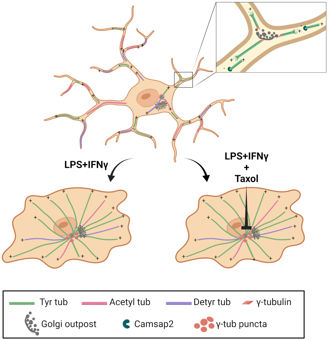 Graphical Abstract