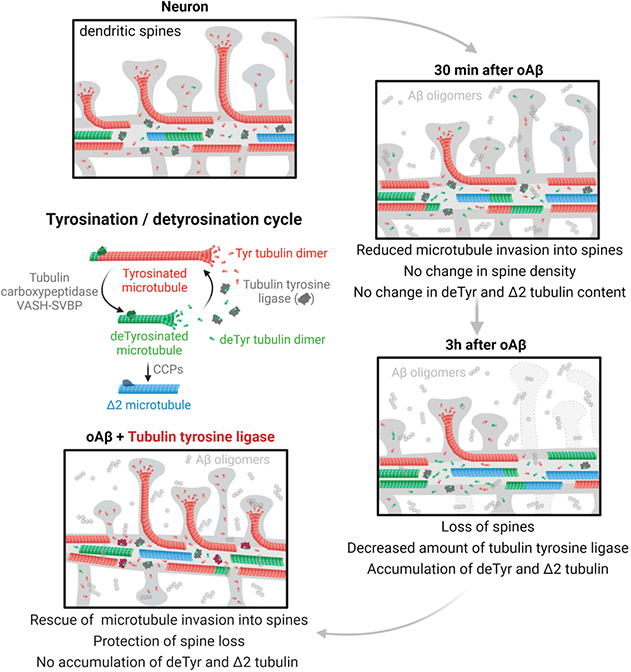 Graphical Abstract