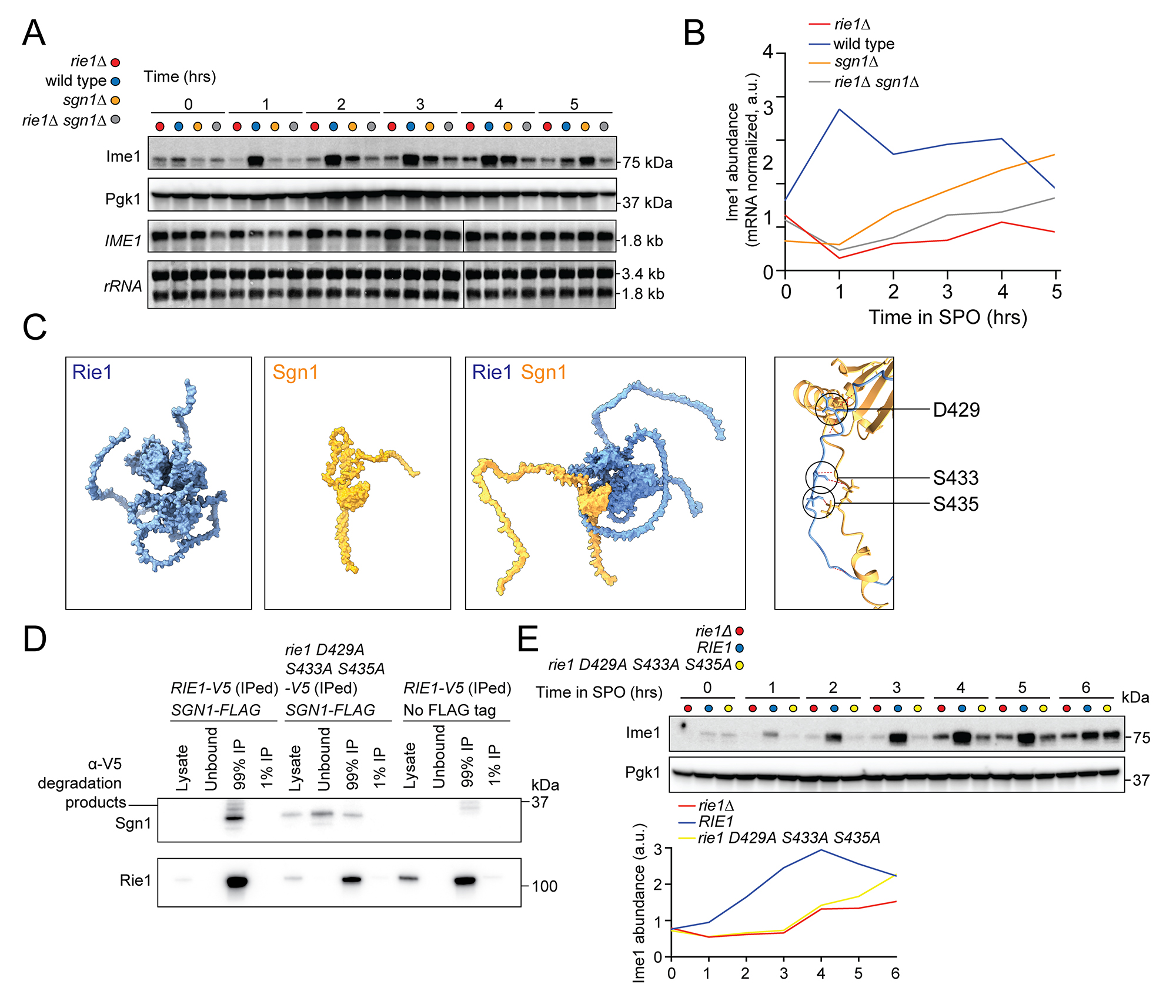Figure 5 (A - E). Rie1 forms a functional complex with the RBP Sgn1.