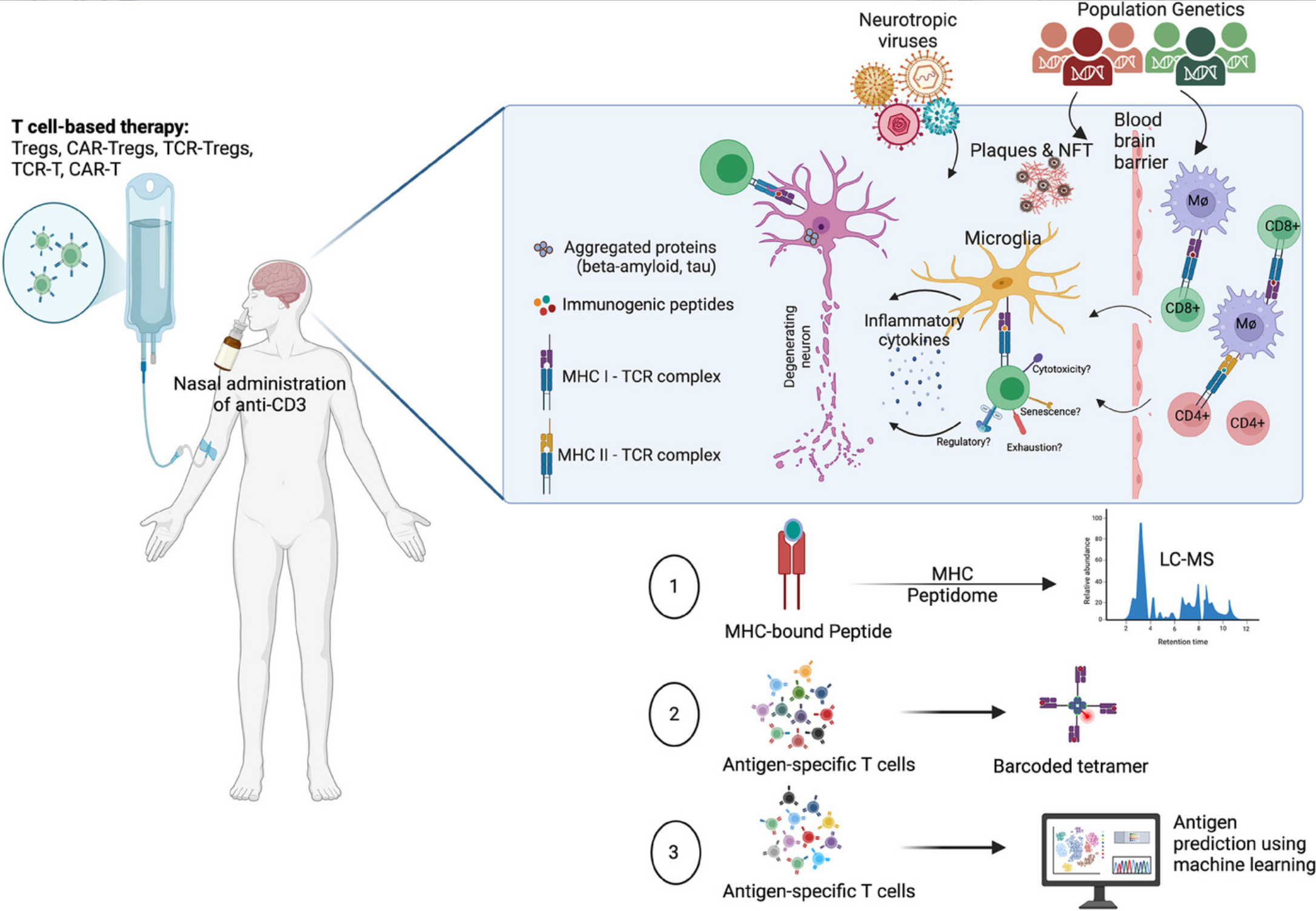 igure 1. Schematic illustration of research topics presented at the T Cells in the Brain 2024 symposium