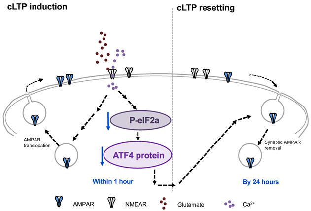 Model for role of ATF4 regulation in resetting of excitatory synapse density and potentiation in response to cLTP