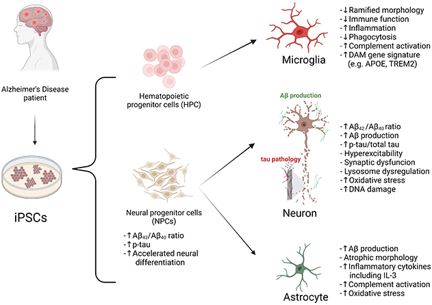 Summary of disease phenotypes in AD iPSC-derived brain cells