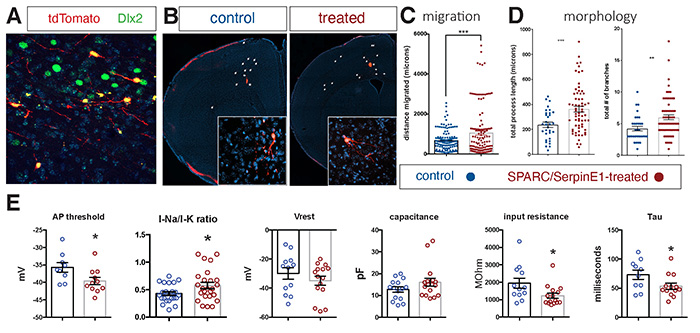 Human stem cell-derived interneurons xenografted into host mouse cortex are more migratory and more morphologically-complex and more functionally mature with SPARC and SerpinE1 pre-treatment