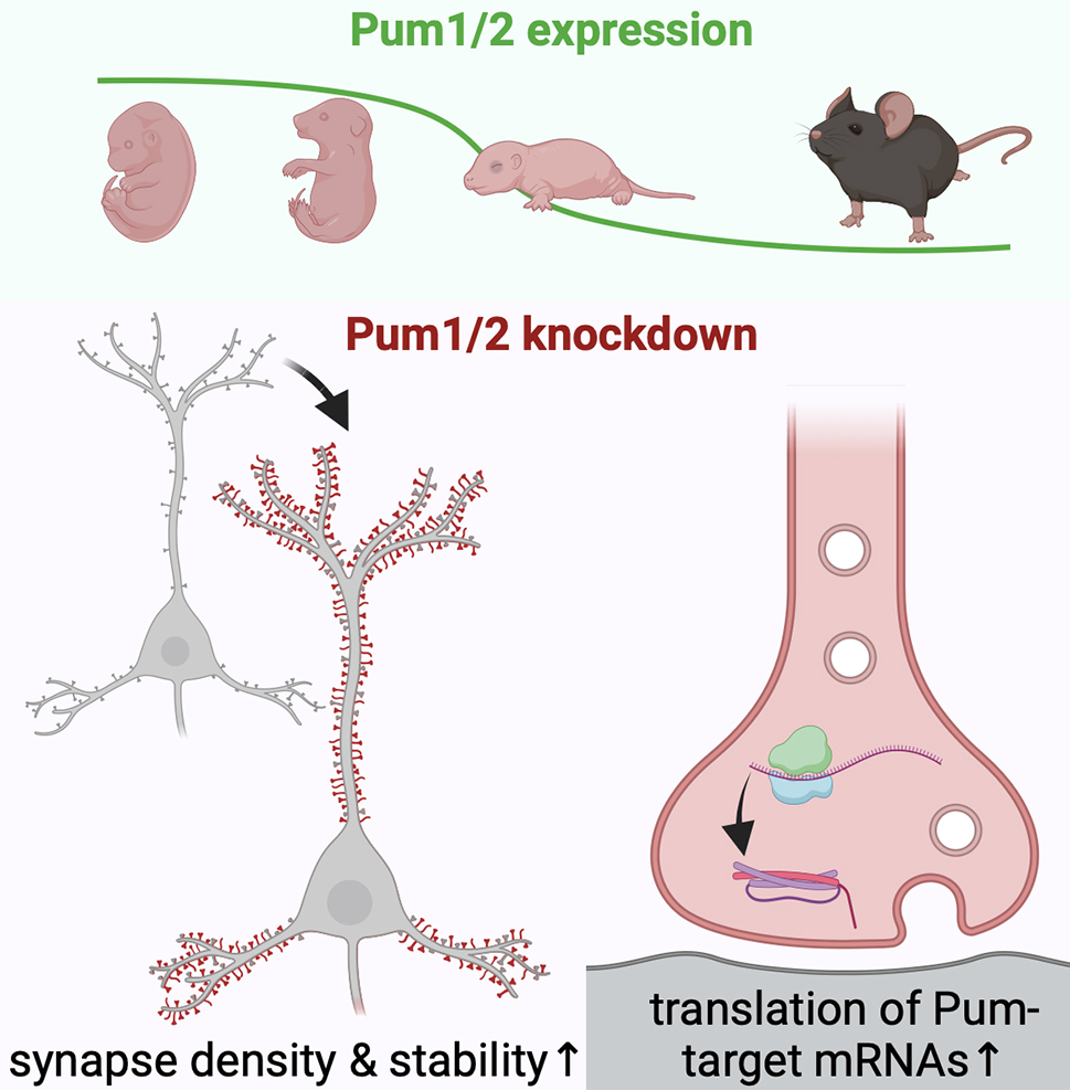 Figure: Pumilio RNA-binding proteins exhibit developmental downregulation in the brain.