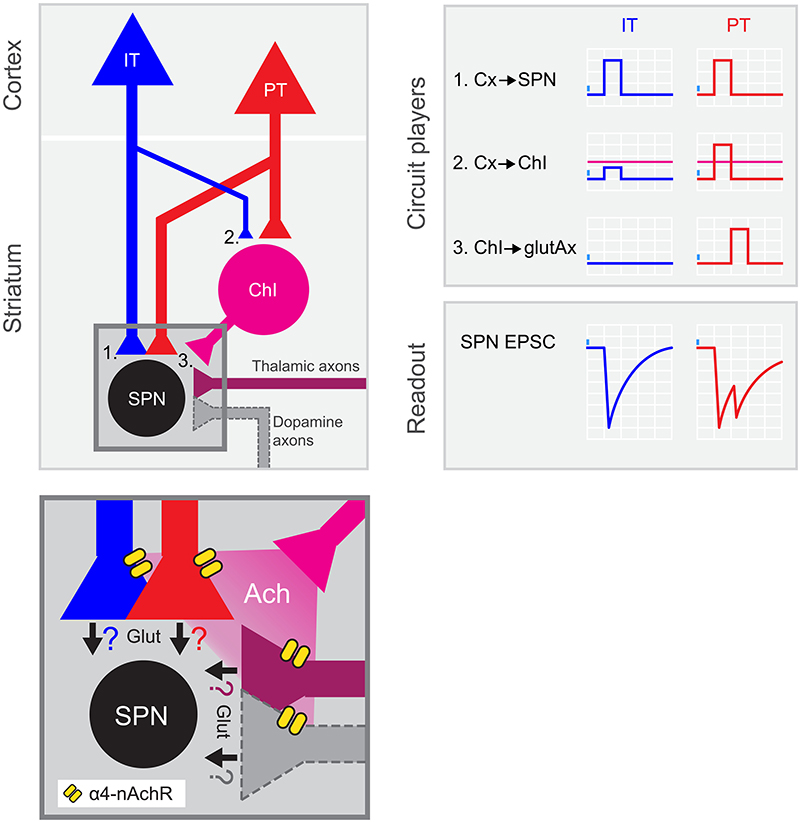 PT neurons amplify excitatory inputs to striatum through ChIs