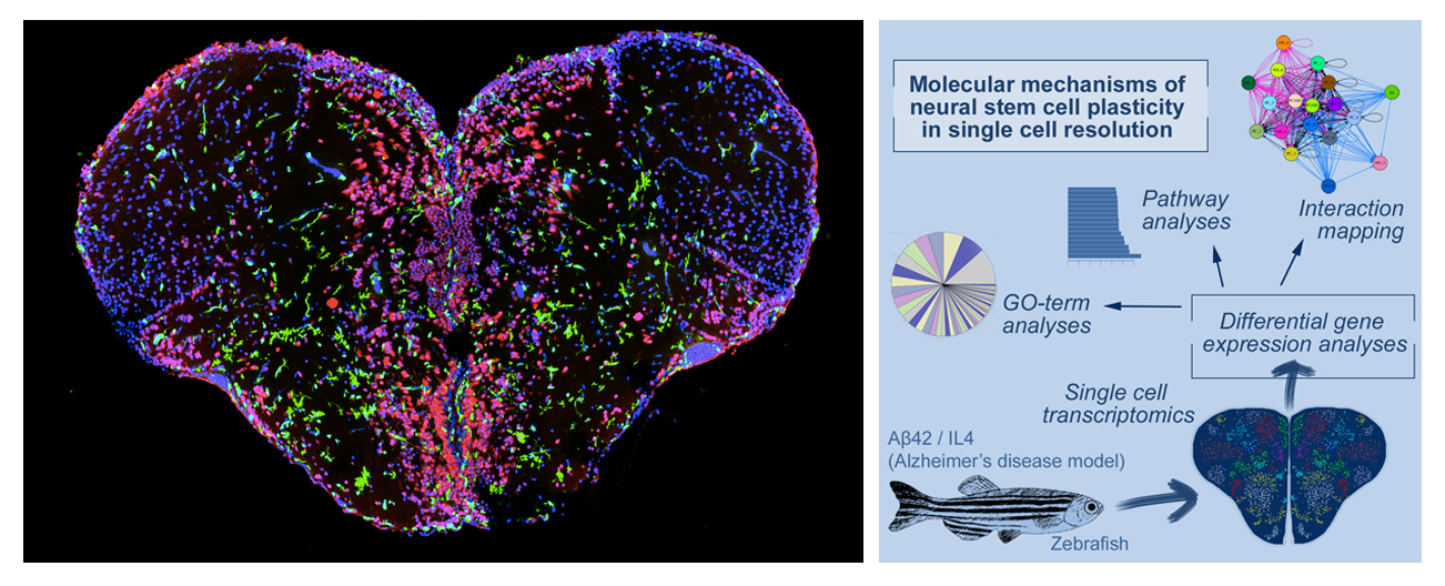 adult zebrafish brain