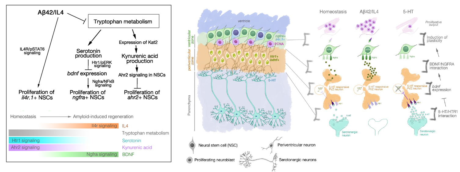 regenerative neurogenesis response and the plasticity of neural stem cells in adult zebrafish brain