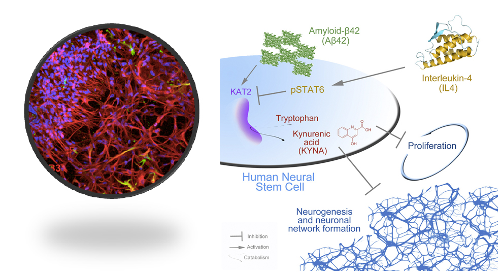 3D human neural stem cell