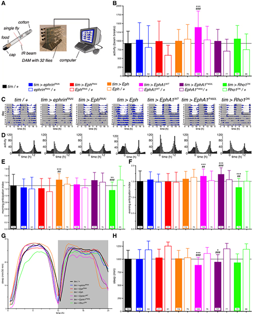 Eph/ephrin signalling disrupts locomotor activity and sleep