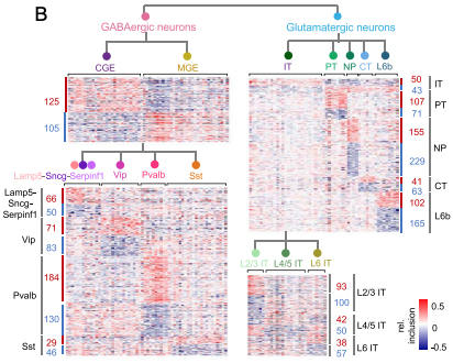 Figure Heatmaps showing relative exon