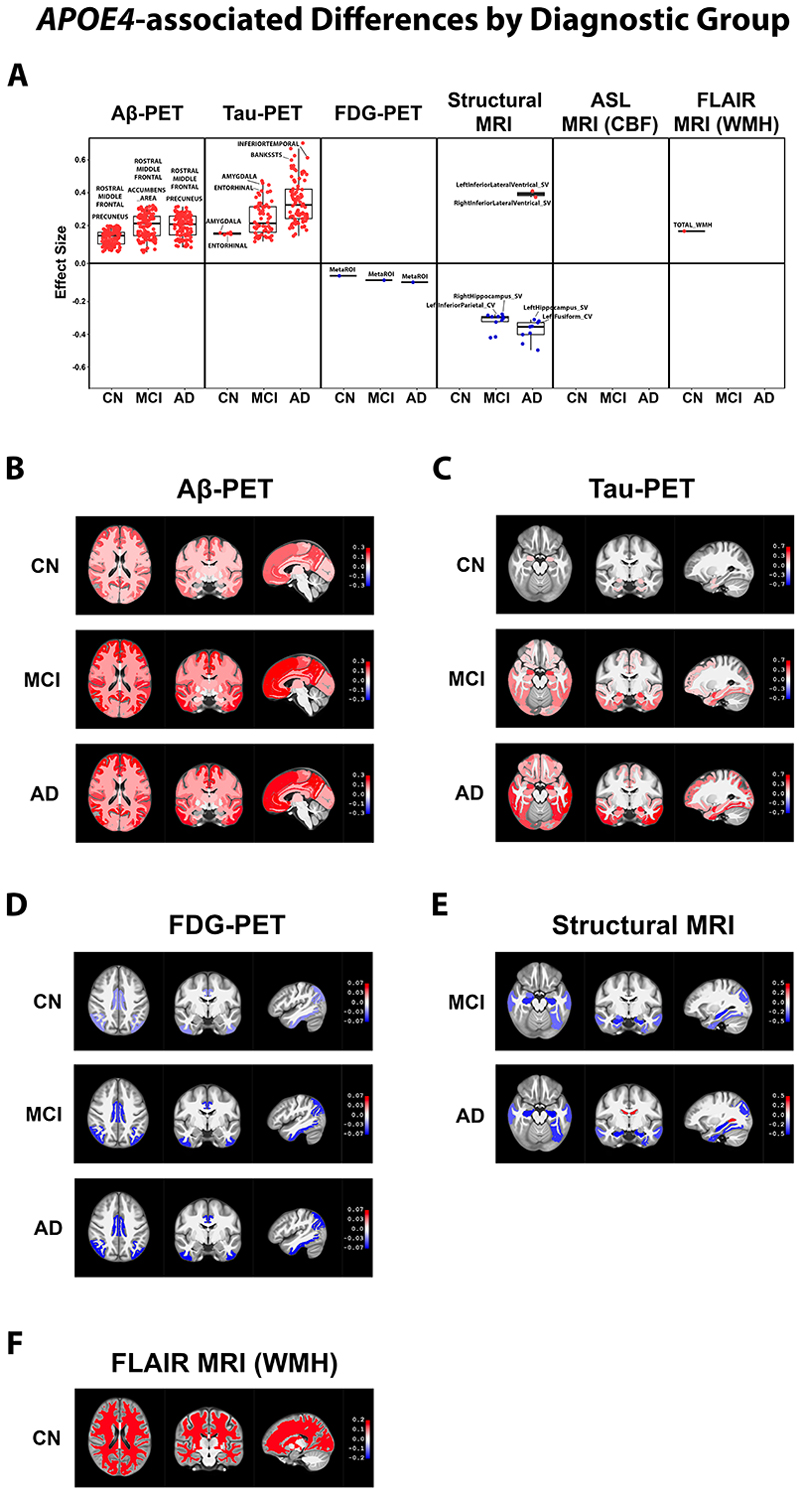 Figure 1. <em>APOE4</em>āassociated differences by diagnostic group.