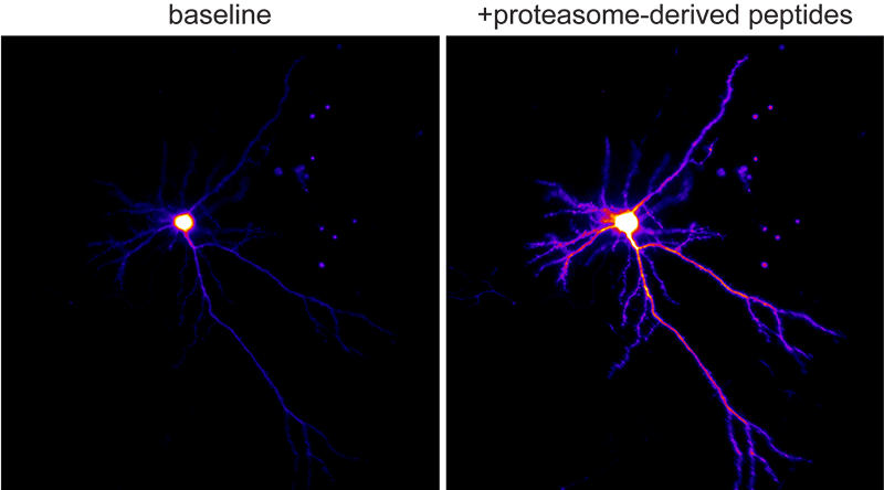 Ca+2 imaging of neurons responding to neuroproteasome-derived peptides