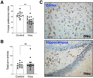 Figure: Htau mice show impaired spatial novelty preference in Y Maze.