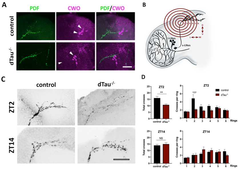 tau deficiency