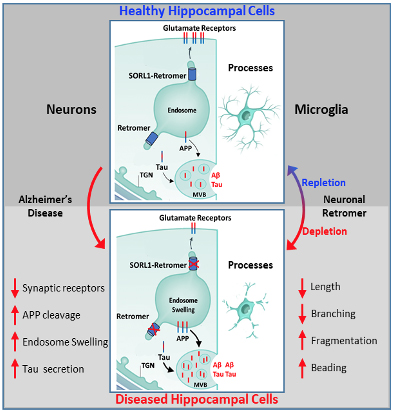 Schematic representation of endososomal recycling system