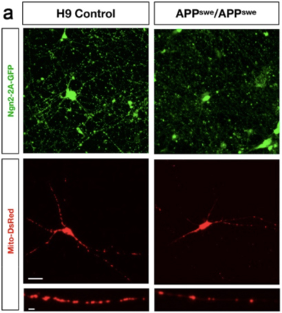 Analysis of mitochondria in APP Swedish and isogenic control human neurons