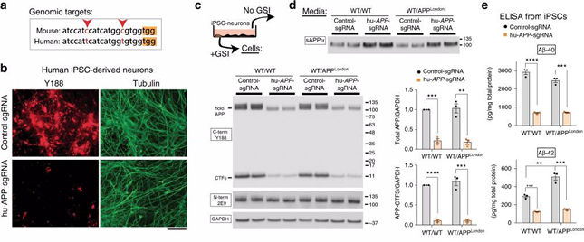 Gene editing of APP C-terminus