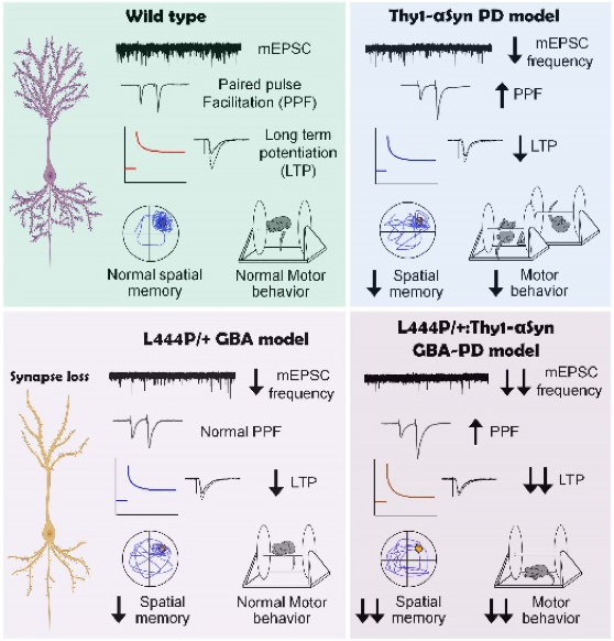 Figure 1 Mutations in GBA1 are the strongest genetic risk factor for Parkinson's disease.