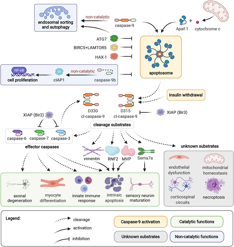 figure Caspase-9 activation