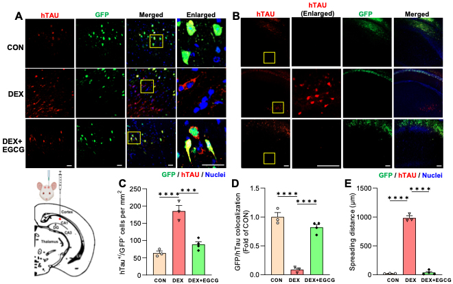 Figure. Glucocorticoids induce Tau spreading in the brain, which is blocked by an inhibitor of Tau oligomerization.